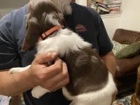 MALE Orange collar, a male Sprocker Spaniel for sale in Sacramento, CA – Photo 2 of 5