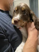 MALE Orange collar, a male Sprocker Spaniel for sale in Sacramento, CA – Photo 1 of 5
