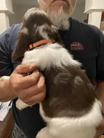 MALE Orange collar, a male Sprocker Spaniel for sale in Sacramento, CA – Photo 5 of 5