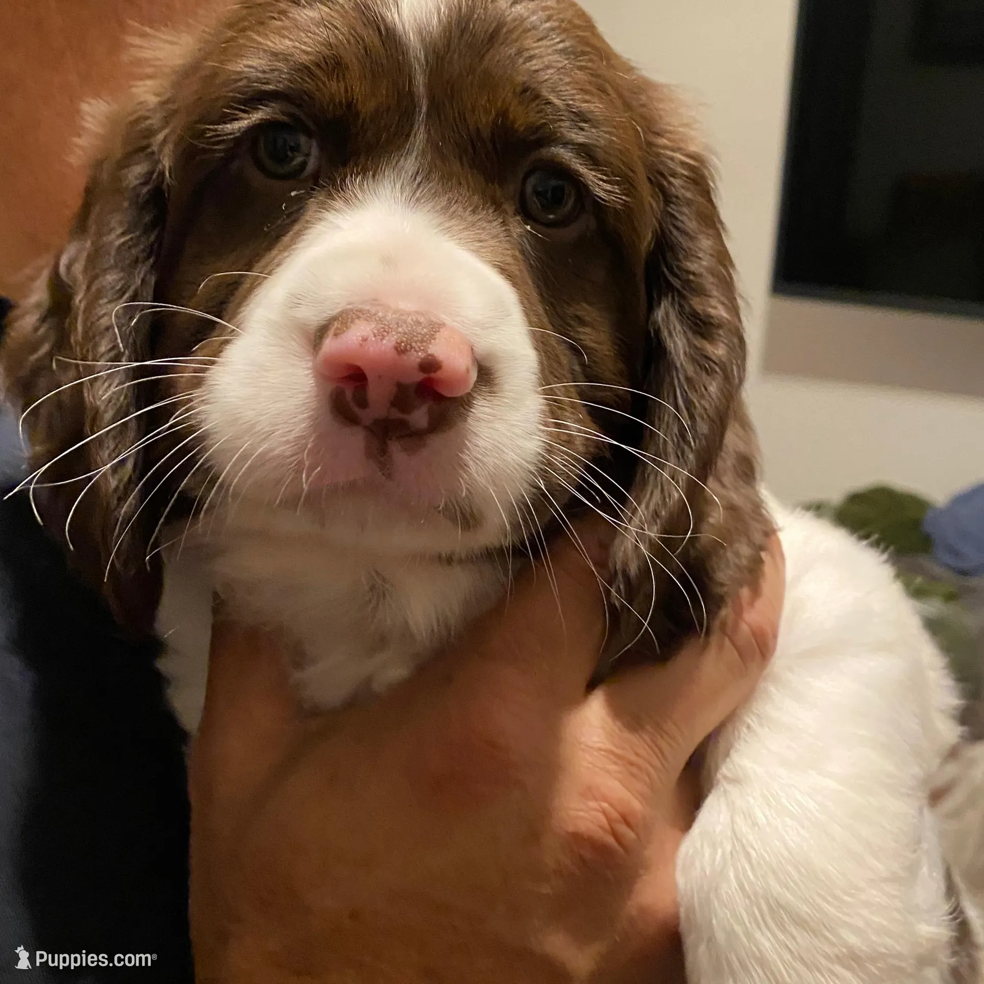 MALE Gray collar, a male Sprocker Spaniel for sale in Sacramento, CA – Photo 1 of 4