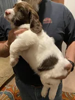 MALE Gray collar, a male Sprocker Spaniel for sale in Sacramento, CA – Photo 3 of 4