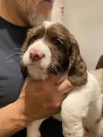 MALE Gray collar, a male Sprocker Spaniel for sale in Sacramento, CA – Photo 2 of 4