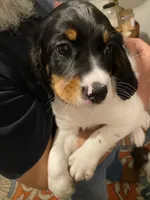 FEMALE Pink collar, a female Sprocker Spaniel for sale in Sacramento, CA – Photo 1 of 2