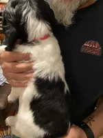 FEMALE Pink collar, a female Sprocker Spaniel for sale in Sacramento, CA – Photo 2 of 2