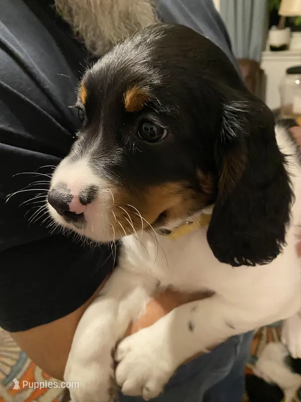 MALE Yellow collar , a male Sprocker Spaniel for sale in Sacramento, CA – Photo 1 of 2