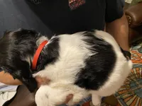 Red collar, a male Sprocker Spaniel for sale in Sacramento, CA – Photo 5 of 5