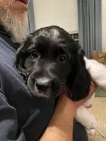 Red collar, a male Sprocker Spaniel for sale in Sacramento, CA – Photo 1 of 5