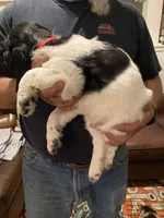 Red collar, a male Sprocker Spaniel for sale in Sacramento, CA – Photo 3 of 5