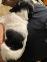 Red collar, a male Sprocker Spaniel for sale in Sacramento, CA – Photo 4 of 5