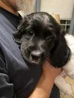 Red collar, a male Sprocker Spaniel for sale in Sacramento, CA – Photo 2 of 5