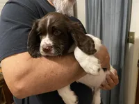 MALE Blue collar , a male Sprocker Spaniel for sale in Sacramento, CA – Photo 2 of 5