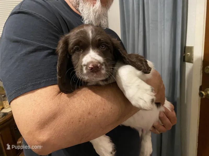 MALE Blue collar , a male Sprocker Spaniel for sale in Sacramento, CA – Photo 1 of 5