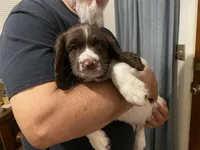MALE Blue collar , a male Sprocker Spaniel for sale in Sacramento, CA – Photo 1 of 5