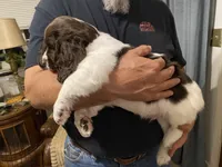 MALE Blue collar , a male Sprocker Spaniel for sale in Sacramento, CA – Photo 3 of 5