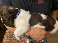 MALE Blue collar , a male Sprocker Spaniel for sale in Sacramento, CA – Photo 5 of 5