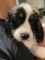 FEMALE Lime green collar, a female Sprocker Spaniel for sale in Sacramento, CA – Photo 4 of 4