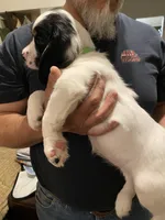 FEMALE Lime green collar, a female Sprocker Spaniel for sale in Sacramento, CA – Photo 3 of 4