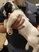 FEMALE Lime green collar, a female Sprocker Spaniel for sale in Sacramento, CA – Photo 2 of 4