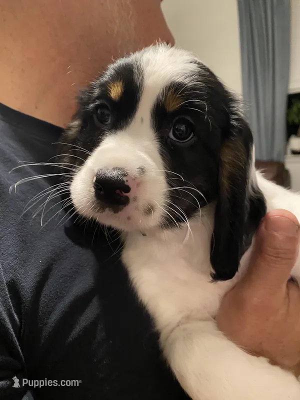 FEMALE Lime green collar, a female Sprocker Spaniel for sale in Sacramento, CA – Photo 1 of 4