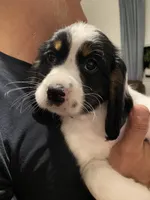 FEMALE Lime green collar, a female Sprocker Spaniel for sale in Sacramento, CA – Photo 1 of 4