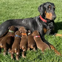 AKC doberman male blue, a male Doberman Pinscher for sale in Butte City, CA – Photo 3 of 3
