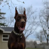 AKC doberman male blue, a male Doberman Pinscher for sale in Butte City, CA – Photo 2 of 3