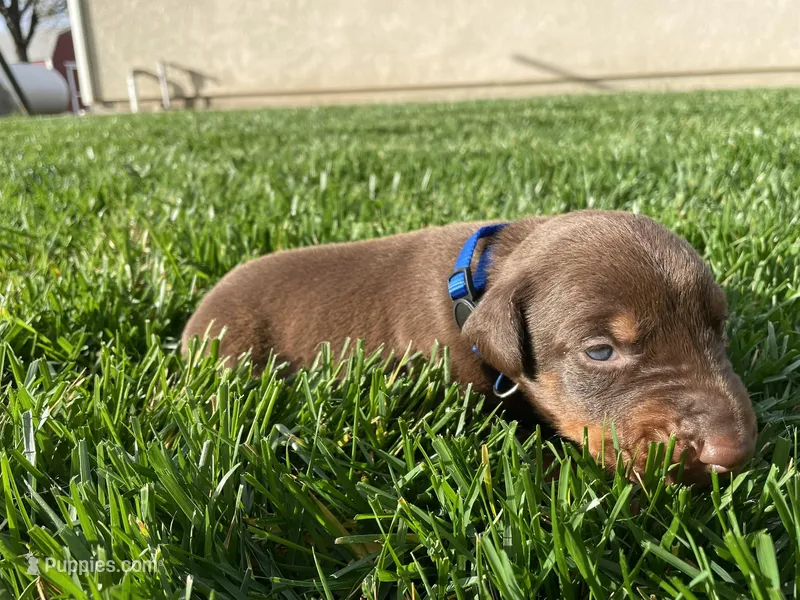 AKC doberman male blue, a male Doberman Pinscher for sale in Butte City, CA – Photo 1 of 3