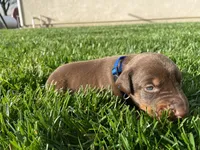 AKC doberman male blue, a male Doberman Pinscher for sale in Butte City, CA – Photo 1 of 3