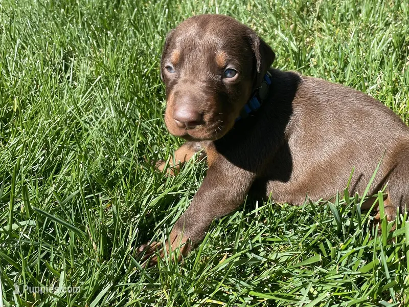 AKC doberman male blue