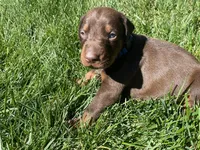 AKC doberman male blue, a male Doberman Pinscher for sale in Butte City, CA – Photo 1 of 3