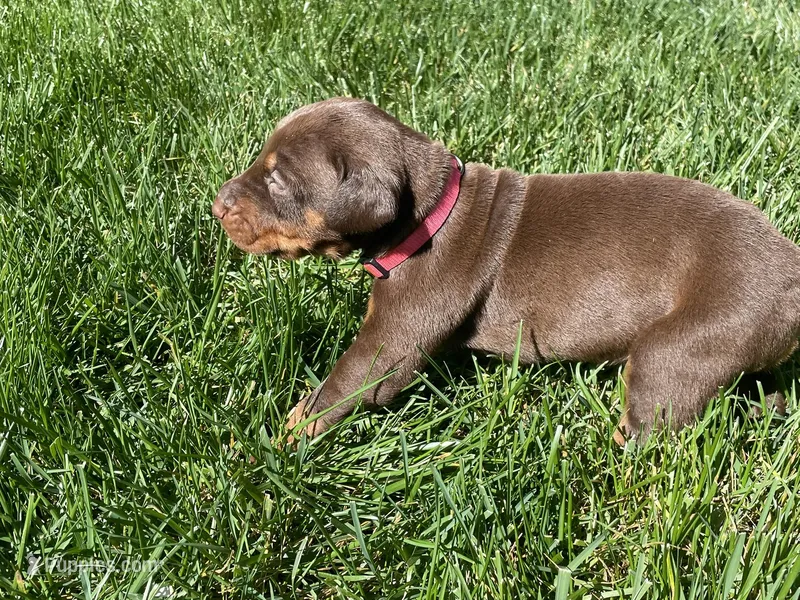 AKC doberman female pink – Doberman Pinscher puppy for sale in Butte City, CA