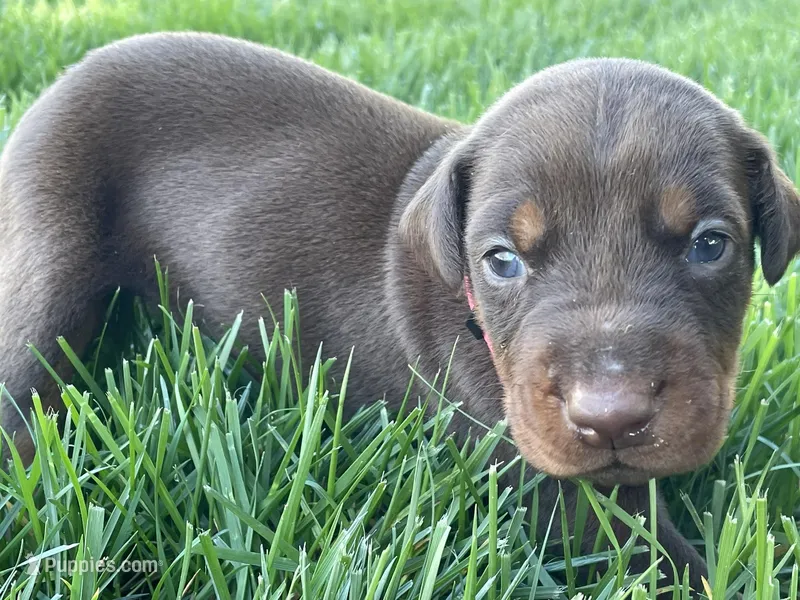 AKC doberman female pink