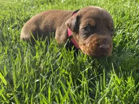 AKC doberman female pink, a female Doberman Pinscher for sale in Butte City, CA – Photo 1 of 3