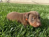 AKC doberman male orange, a male Doberman Pinscher for sale in Butte City, CA – Photo 1 of 3