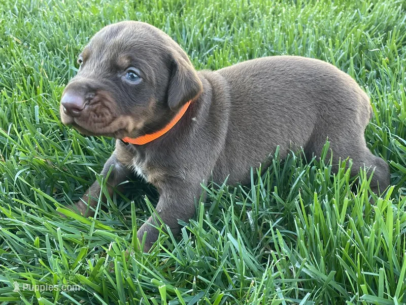 AKC doberman male orange
