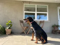 doberman pup male, a male Doberman Pinscher for sale in Butte City, CA – Photo 3 of 3