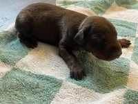 doberman pup male, a male Doberman Pinscher for sale in Butte City, CA – Photo 1 of 3