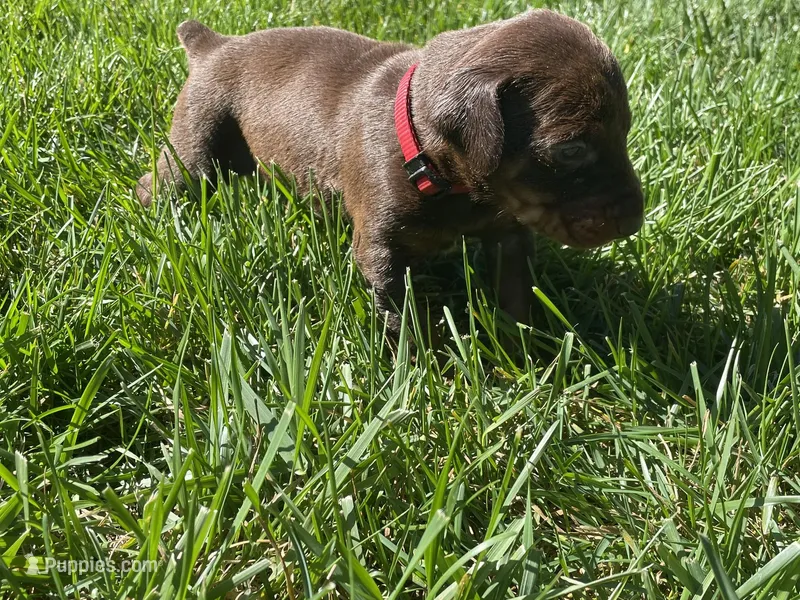 AKC doberman female red – Doberman Pinscher puppy for sale in Butte City, CA