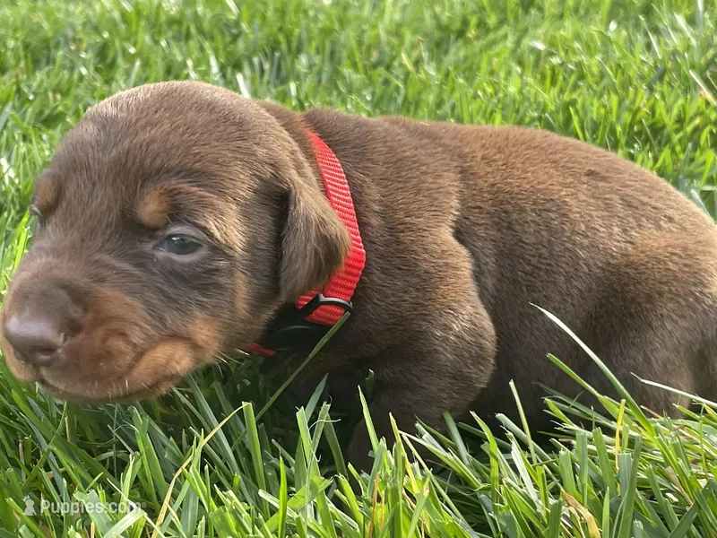 AKC doberman female red, a female Doberman Pinscher for sale in Butte City, CA – Photo 1 of 3