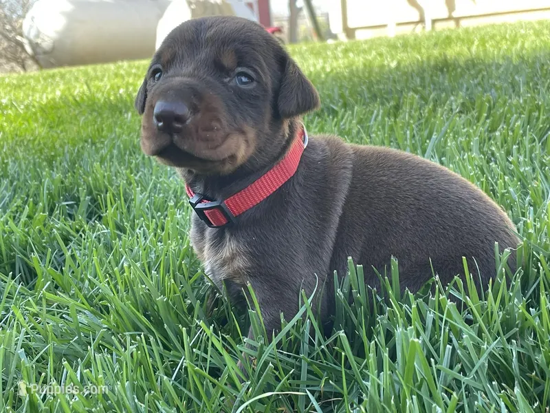 AKC doberman female red