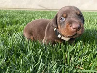 AKC doberman female white, a female Doberman Pinscher for sale in Butte City, CA – Photo 1 of 3