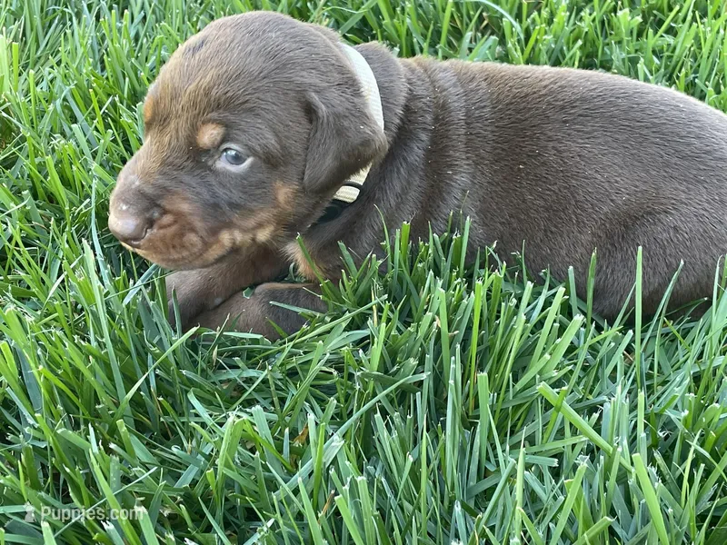 AKC doberman female white