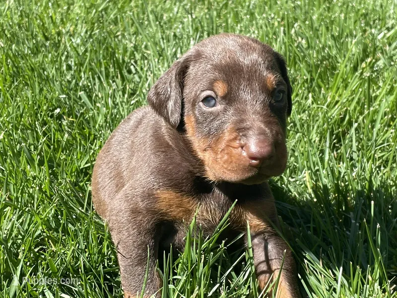 AKC doberman female white