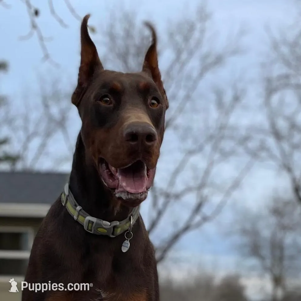 doberman, a male Doberman Pinscher for sale in Butte City, CA – Photo 2 of 2