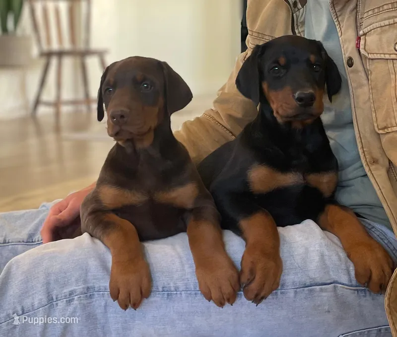 Doberman Pinscher pups