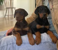 Doberman Pinscher pups, a  Doberman Pinscher for sale in Butte City, CA – Photo 1 of 2