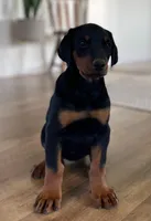 Doberman Pinscher pups, a  Doberman Pinscher for sale in Butte City, CA – Photo 2 of 2