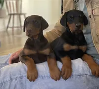 Doberman, a  Doberman Pinscher for sale in Butte City, CA – Photo 1 of 4