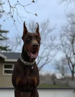 Doberman, a  Doberman Pinscher for sale in Butte City, CA – Photo 4 of 5