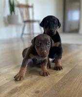 Doberman, a  Doberman Pinscher for sale in Butte City, CA – Photo 1 of 5